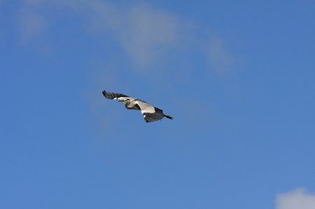 2010.08.03　和泉川　アオサギ