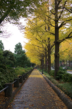 2010.11.22 みなとみらい 山下公園通り 銀杏