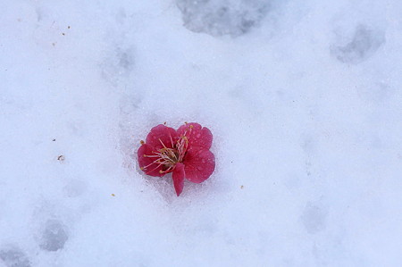 2011.02.15　和泉川　落紅梅