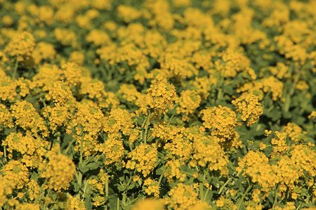 2011.02.26　追分市民の森　菜の花