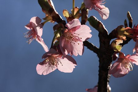 2011.03.03　和泉川　さくら