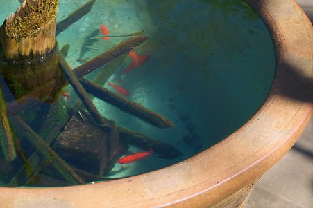 2011.03.04　鎌倉　報国寺　金魚蜂に氷
