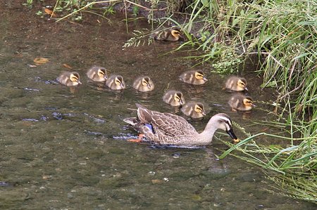 2011.05.31 和泉川 カルガモ 親子
