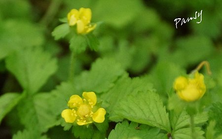 へびいちごの花・・緑のさんぽ道・・7
