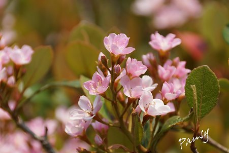 シャリンバイ・・pink