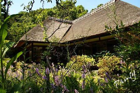 カクトラノオ咲く・・長月の浄智寺・・4