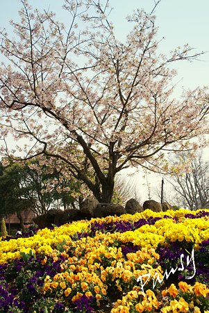 玉縄桜と・・パンジーと・・