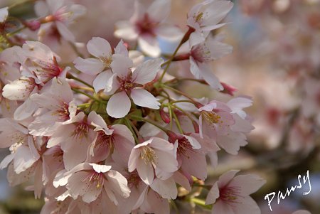 玉縄桜・・