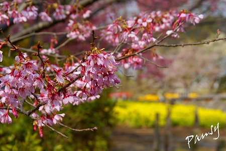おかめ桜と・・菜の花と・・