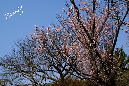 青空と・・敬翁桜・・