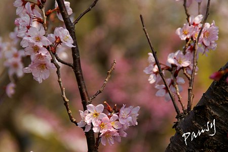 敬翁桜・・1