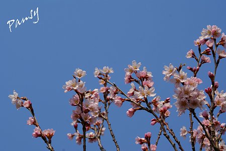 敬翁桜・・4