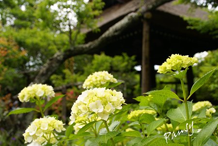 風待月の東慶寺・・17