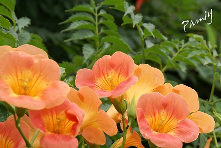 凌霄花(のうぜんかずら)・・1