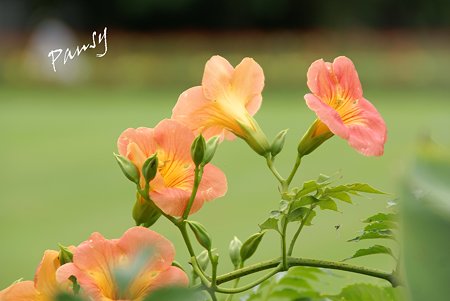 凌霄花(のうぜんかずら)・・2
