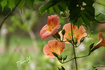凌霄花(のうぜんかずら)・・3