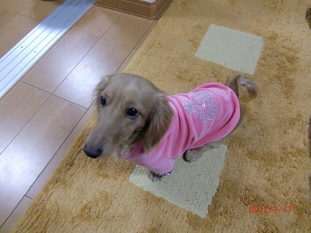 初の洋服に挑戦!