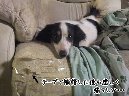 こんなボロっちぃソファーでもくつろいでくれるキット君