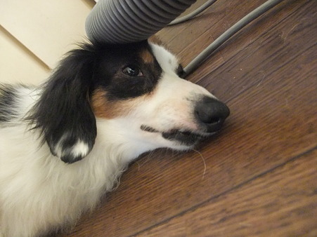 ホースが頭に乗っかかっていようとも・・・