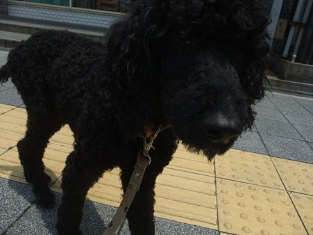 でっかい黒いプードル