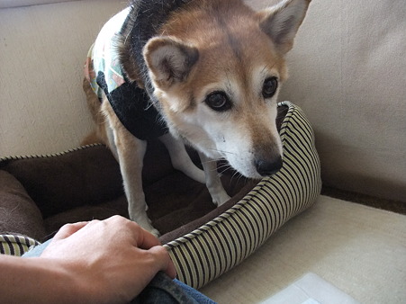 ウェンディー♪