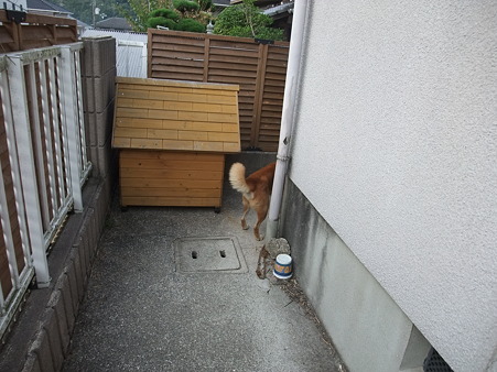 「しんちゃん♪」