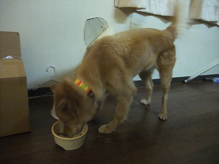 ご飯時は尻尾フリフリ嬉しそうに食べます