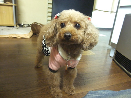 セレブ犬になってご帰還です