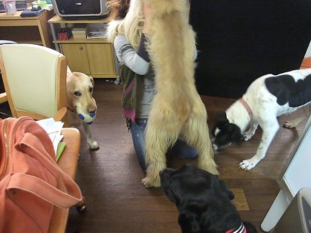 そして犬に襲われる