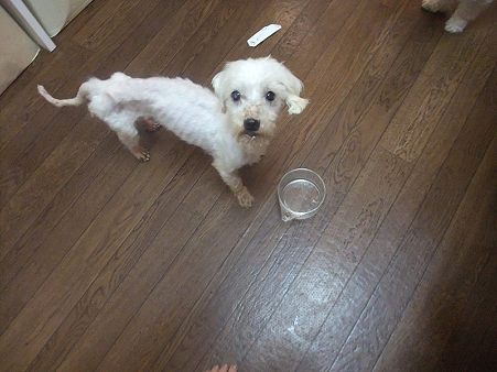缶詰も食べるようになったよ
