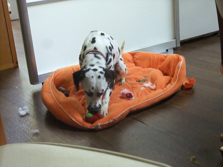 誰も遊んでくれないから