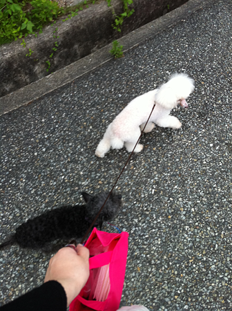 2頭揃っての散歩