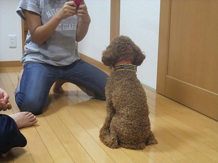 お姉ちゃんの号令で賢くお座りするアイン
