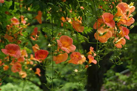 真夏の花ノウゼンカズラ!(110709)
