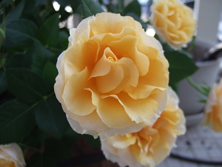 DSCF3415
