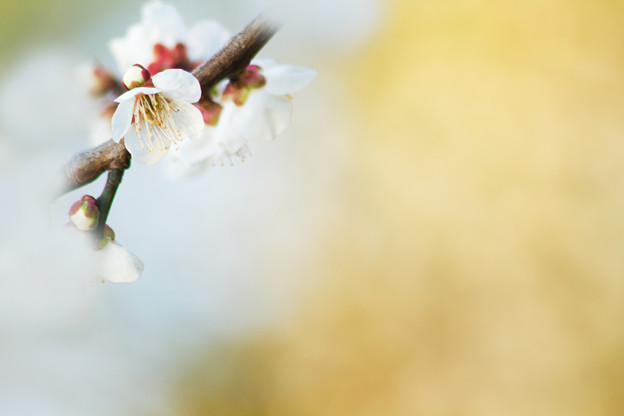 梅の花