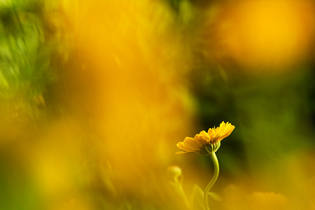 クネる花