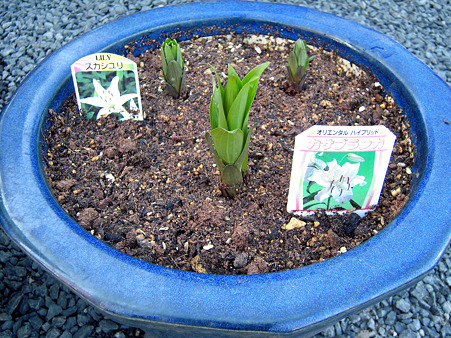 ユリの球根を植えました