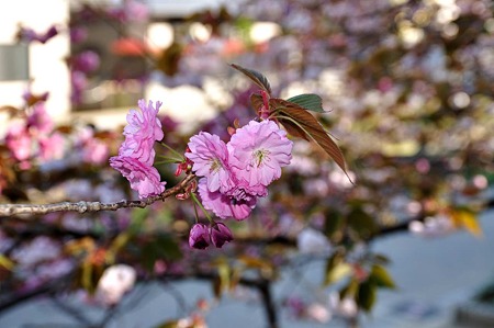 1005031552_DSC_3829