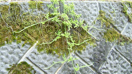 DSCF4775
