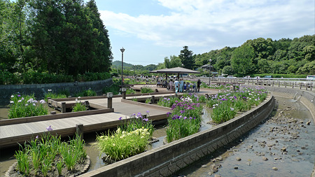 みやこ町豊津運動公園内の花菖蒲公園(1)