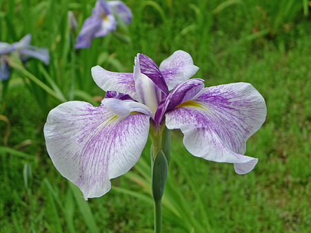 天拝山歴史自然公園の花菖蒲(3)