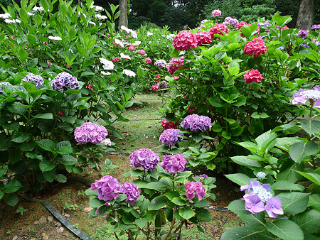 筥崎宮~紫陽花園(14)