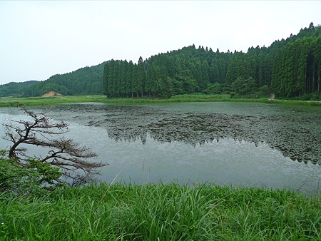 樫原湿原(1)