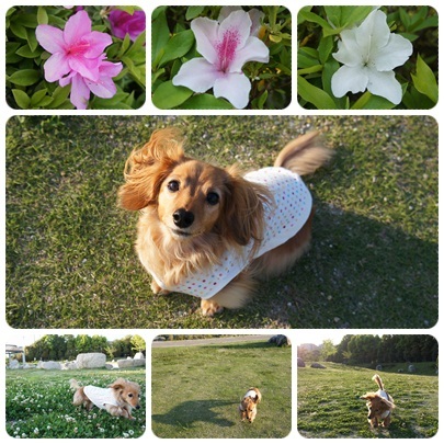 20120512 JURIとお散歩