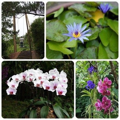 20120604 園内の花たち