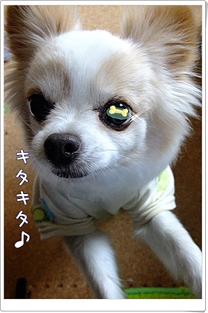 キタキタ♪