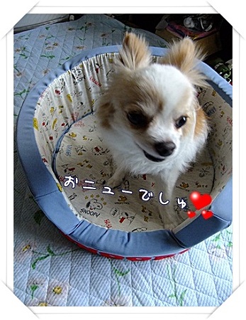 おニュー