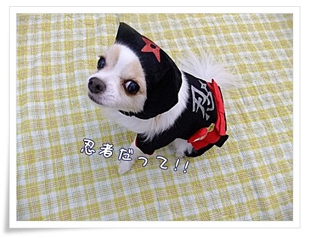 忍者だって!!