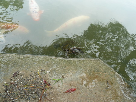 20120714_栗林公園 (4)